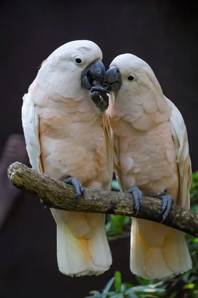 Couple Moluccan Cockatoo Bird Love Eatting Garden — Stock fotografie