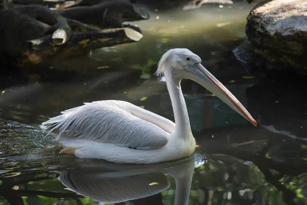 Great White Pelican Bird Garden — Stock Photo, Image