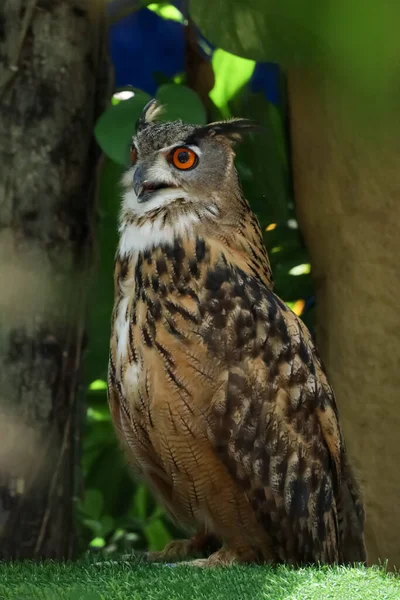 Beautiful Owl Standing Garden — Stock Photo, Image