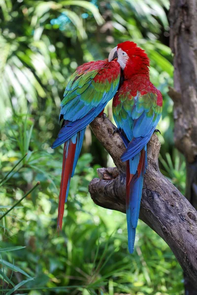 Närbild Huvud Den Röda Papegoja Fågel Trädgården — Stockfoto