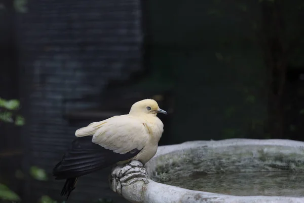 Pájaro Palomo Imperial Espiado Está Descansando Jardín —  Fotos de Stock