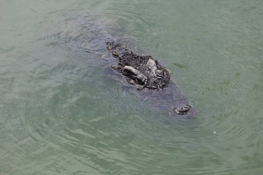 Koca kafalı timsah nehri boyladı.