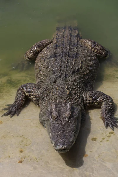 Salt Crocodile Stay River — Stock Photo, Image