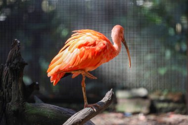 Kızıl aynalı kuşun etrafını sarın.