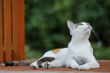 Kapatın kedileri, oturun ve bahçede sevimli olun. 