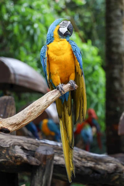Cerrar Pájaro Loro Guacamayo Azul Amarillo Jardín —  Fotos de Stock