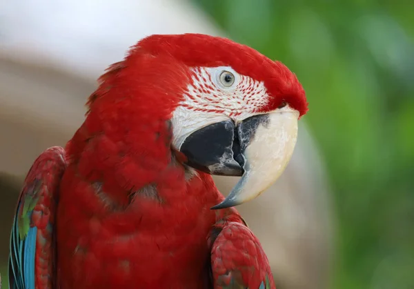 Zamknij Głowę Czerwony Papuga Papuga Ogrodzie — Zdjęcie stockowe
