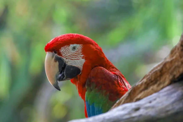 Закройте Голову Красный Попугай Попугай Попугай Саду — стоковое фото