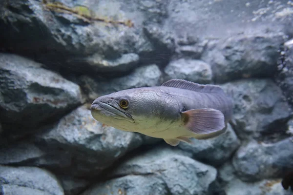 Close Head Snakehead Fish — Stok fotoğraf