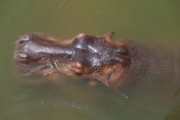Cerca Hipopótamo Cabeza Río — Foto de Stock