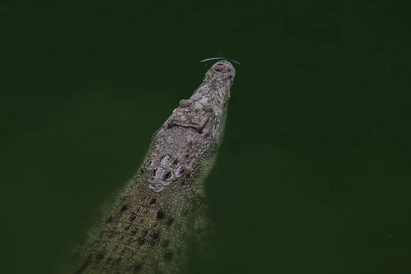 Ved Krokodillen Ligger Hode Elv – stockfoto