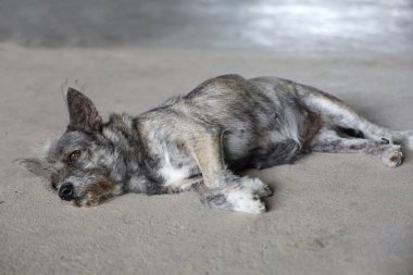 Küçük gri köpek harakettir. Beton zeminde uyu.