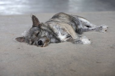 Küçük gri köpek harakettir. Beton zeminde uyu. 