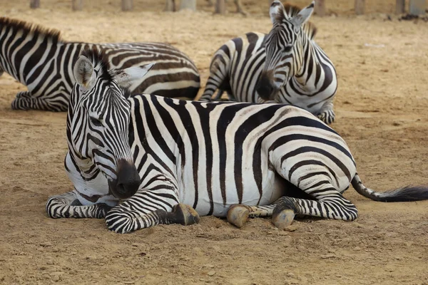Burchell Zebra Farm Thailand — Stock Photo, Image