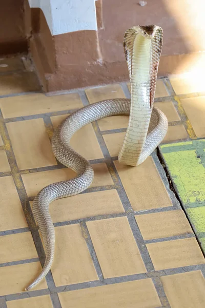 Gyönyörű Cobra Kígyó Cementpadlón Thaiföldön — Stock Fotó