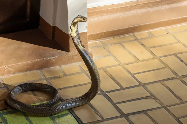 Beautiful Black Cobra Snake Cement Floor Thailand — стокове фото