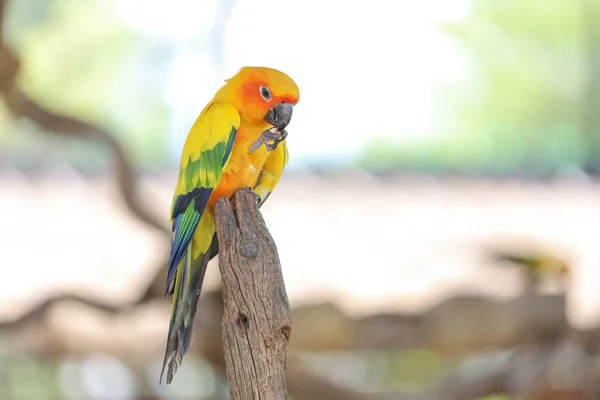 Mini Parrot Bird Floor — Stockfoto