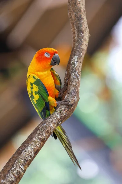 Mini Parrot Bird Floor — Stock Photo, Image