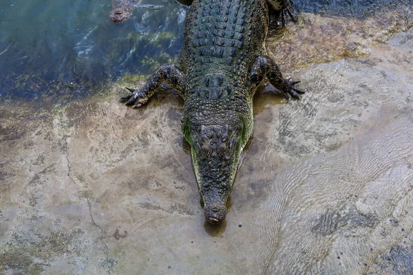 Crocodilo Salgado Fica Perto Rio — Fotografia de Stock