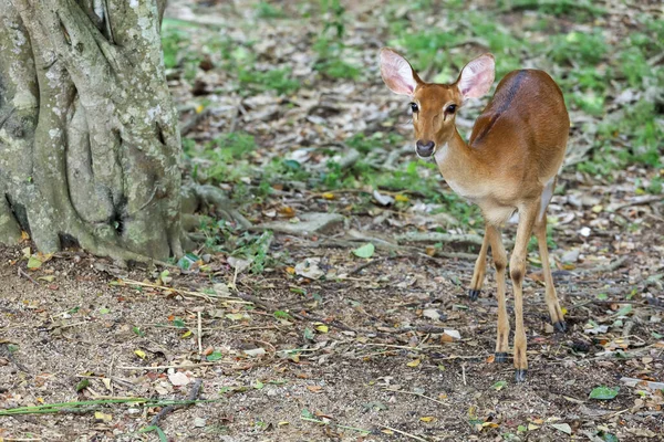 Female Deer Garden Thailand — Stock fotografie