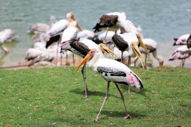 Bahçedeki Boyalı Leylek Kuşu (Mycteria leucocephala)
