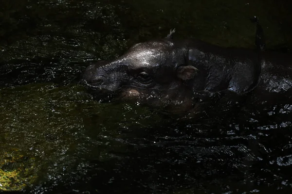 Bébé Hippopotame Nain Repose Dans Eau — Photo