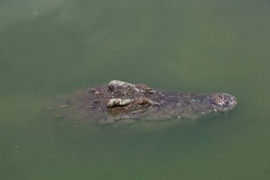 Kanal yakınlarında nehirde yüzen timsah. 