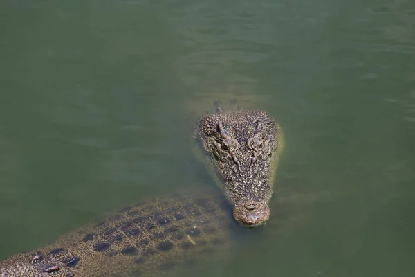 Krokodil Zwemmen Rivier Buurt Van Kanaal — Stockfoto