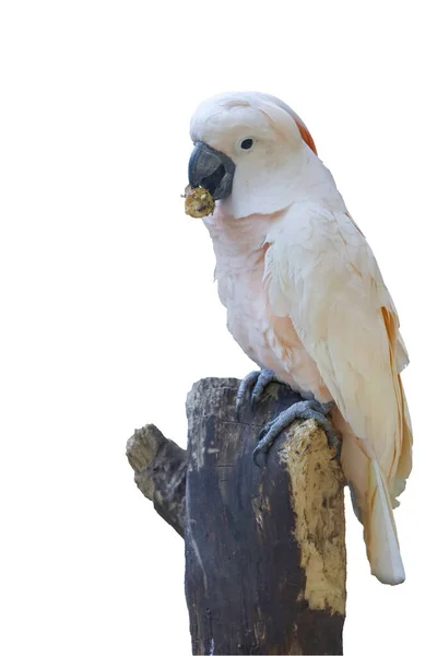 Pájaro Cacatúa Molucca Comida Árbol Palo Viejo Sobre Fondo Blanco —  Fotos de Stock