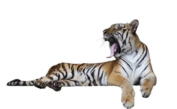 Zblízka Indický Tygr Krásné Zvíře Nebezpečné Bílém Pozadí Mají Cestu — Stock fotografie
