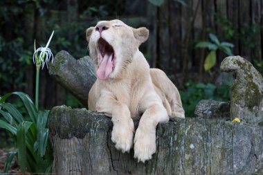 Dişi şişman aslan bahçedeki ağacın altında dinleniyor. 
