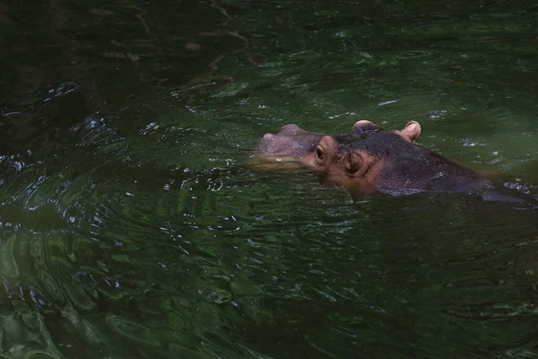 Fermer Tête Grand Hippopotame Flotte Dans Rivière — Photo