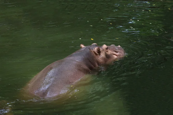 Fechar Cabeça Grande Hipopótamo Flutua Rio — Fotografia de Stock