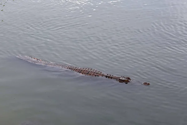Крупним Планом Великий Крокодил Показує Голову Річці — стокове фото