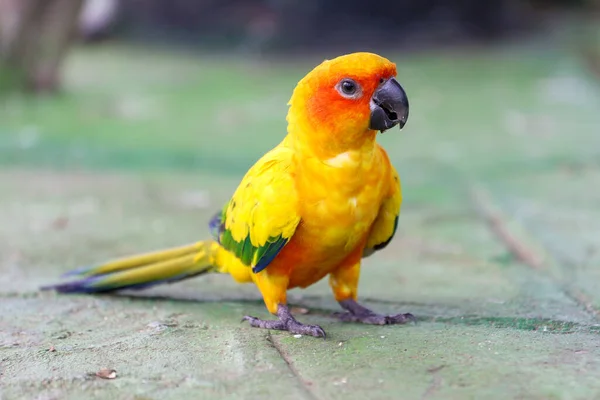 Mini Perroquet Oiseau Sur Sol — Photo