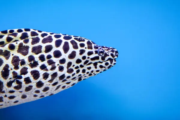 Close Head Moray Eel Fish — Fotografia de Stock