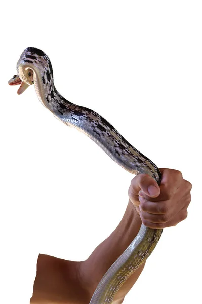 Close Rat Serpente Sulla Mano Asiatico Uomo Sfondo Bianco Hanno — Foto Stock
