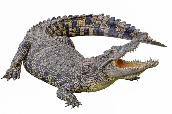 Закрыть Крокодил Действие Показать Рот Белом Фоне Путь — стоковое фото
