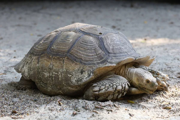 Великий Черепаха Сулката Йде — стокове фото