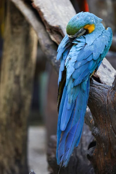 庭で青と黄色のマコーオウムの鳥を閉じます — ストック写真