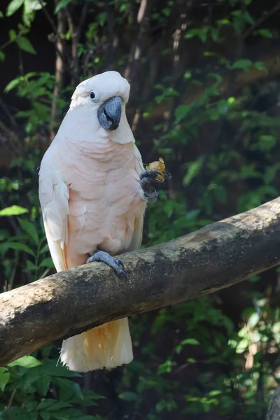 Moluccan Cockatoo Bird Garden — ストック写真