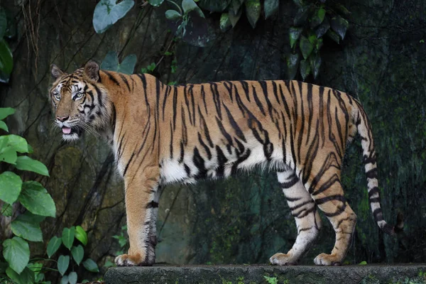 Zamknij Się Indochinese Tygrys Jest Piękne Zwierzę Niebezpieczne Lesie — Zdjęcie stockowe