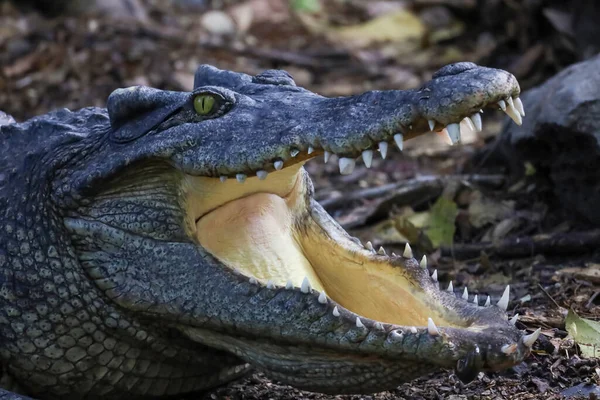 Crocodilo Tailandês Repousa Jardim — Fotografia de Stock