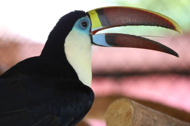 Tahtadaki Toco Toucan kuşu. 