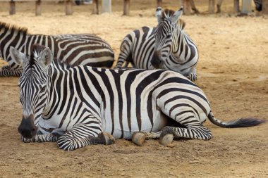 Tayland 'daki çiftlikteki Burchell Zebra