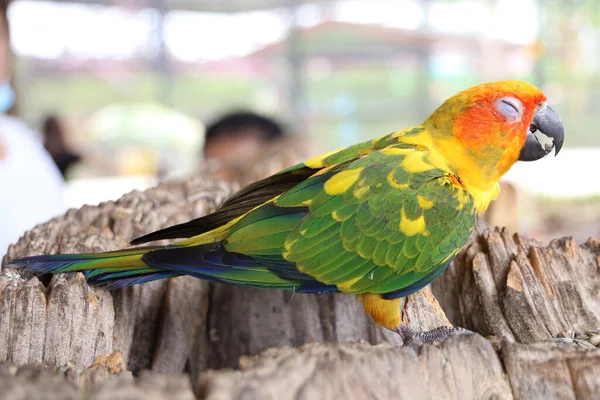 Mini Pássaro Papagaio Árvore Pau — Fotografia de Stock