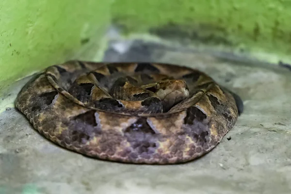 Close Malayan Pit Víbora Cobra Descansar Chão Areia — Fotografia de Stock