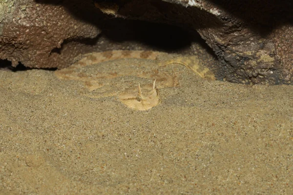 Feche Víbora Chifre Saara Areia Caverna Imagens Royalty-Free