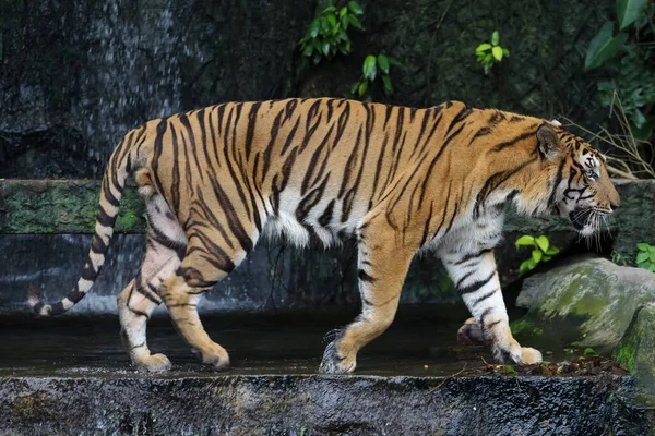 Primo Piano Tigre Del Bengala Bello Animale Pericoloso Nella Foresta — Foto Stock