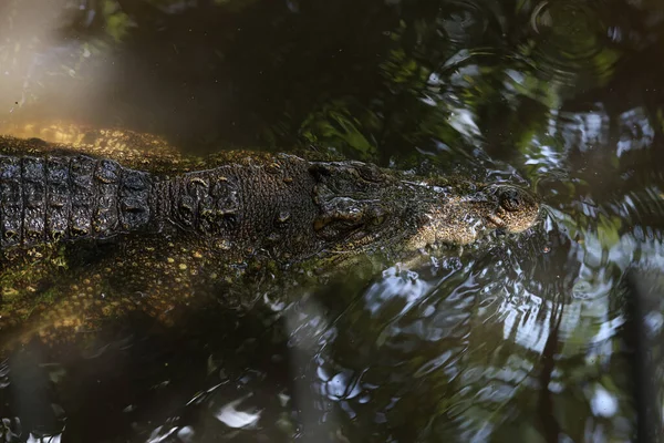 Gros Plan Crocodile Oeil Est Montrer Tête Dans Rivière — Photo